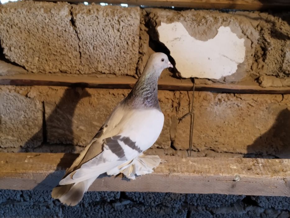 Голубь уды перс.