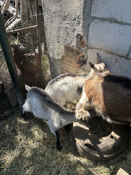 Capre si iezi de vanzare