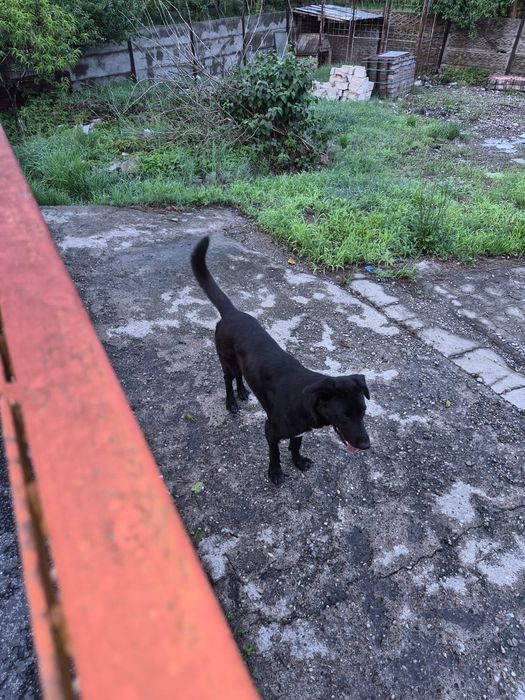 Donez caine lup femelă