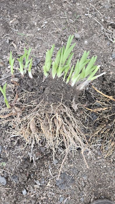 Многолетние цветы- лилейник