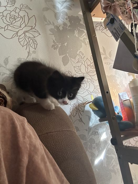 Котенок ищет новый дом