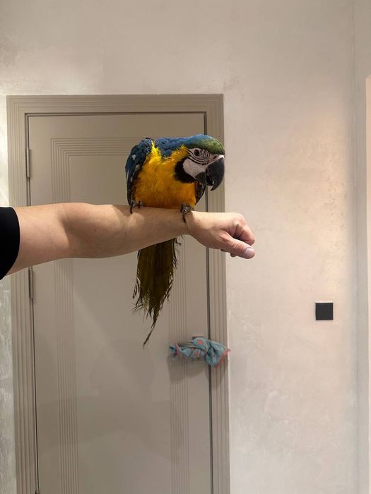 Продается Попугай Ара