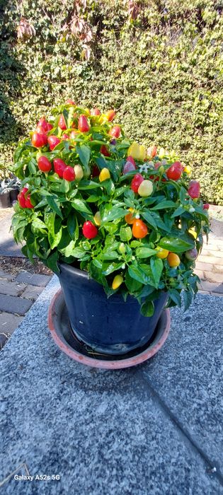 Chili/ardei iuți