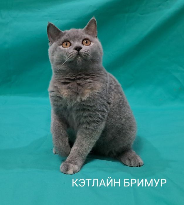 Британские котята!  Питомник!
