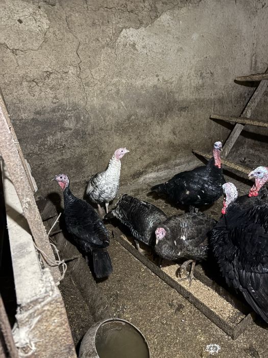 Индюшки и индюки