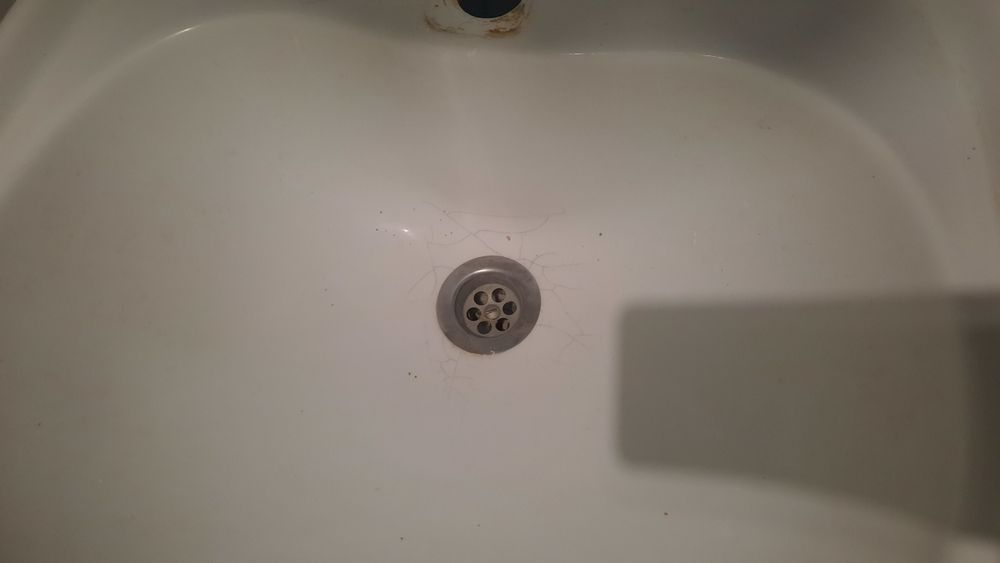 Раковина тюльпан