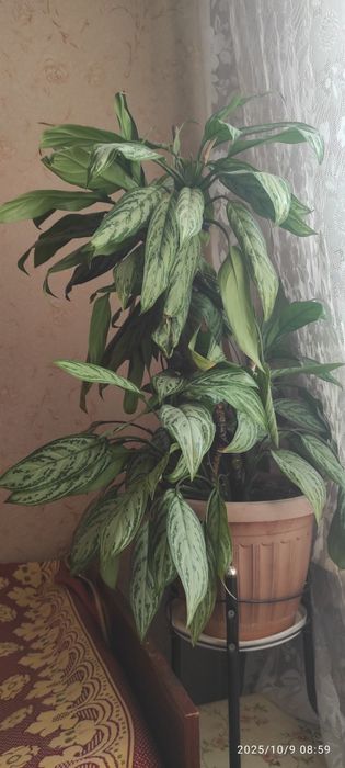 Аглонема. Комнатное растение.