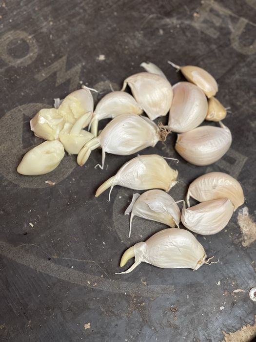 Vand Usturoi de samanta de pus in pamant