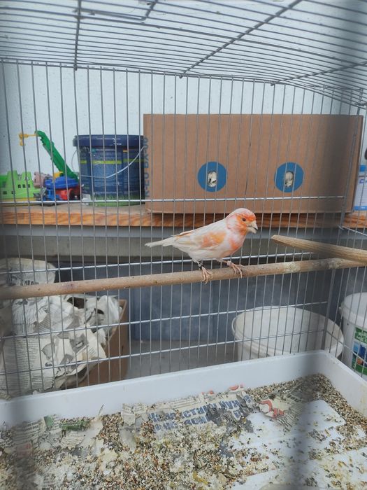 Канарейка самец сатинет