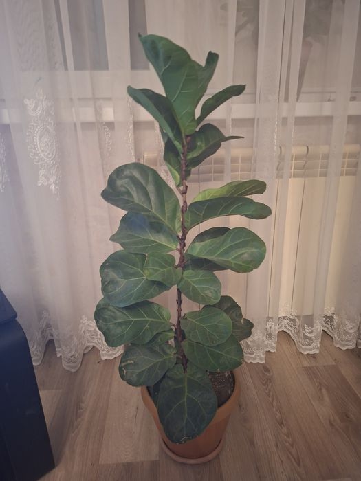 Продам комнатные цветы