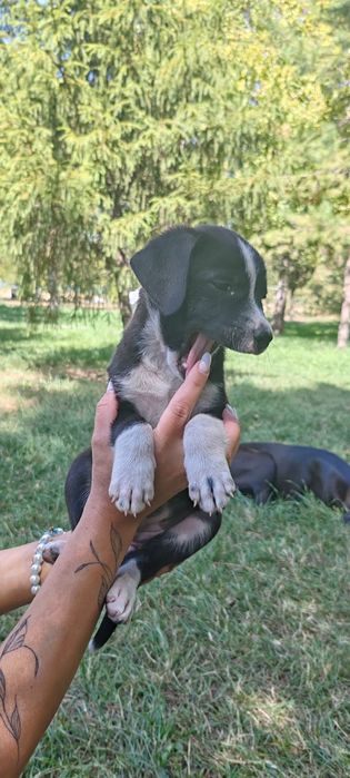 Щенки бесплатно в хорошие руки