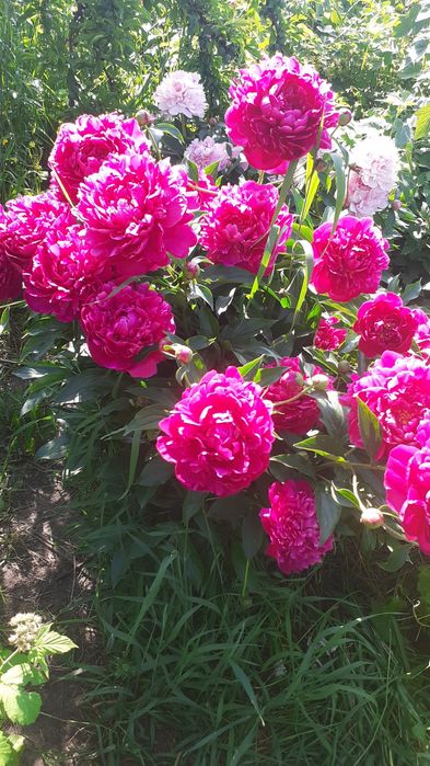 Цветы многолетнее