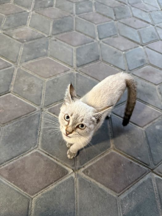 Котята 3-х месячные