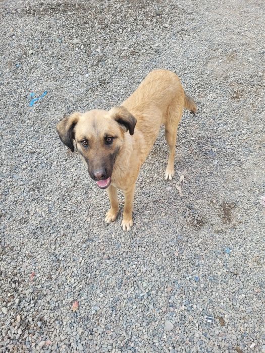 Kuchuk yosh 1yil bolmagan