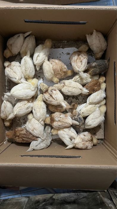 Балапандар сатылады,домашние