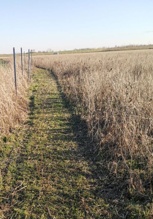 Intretinere parcuri fotovoltaice, tuns iarba in livezi, curățat teren