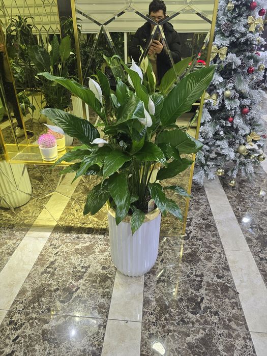 Голландия ва хитой гуллари