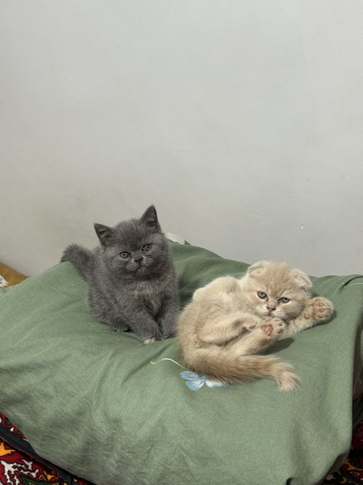 Mushukchalar sotiladi 2 oylik