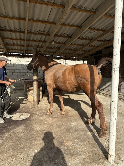 Жылқы еті/Соғым/Конина