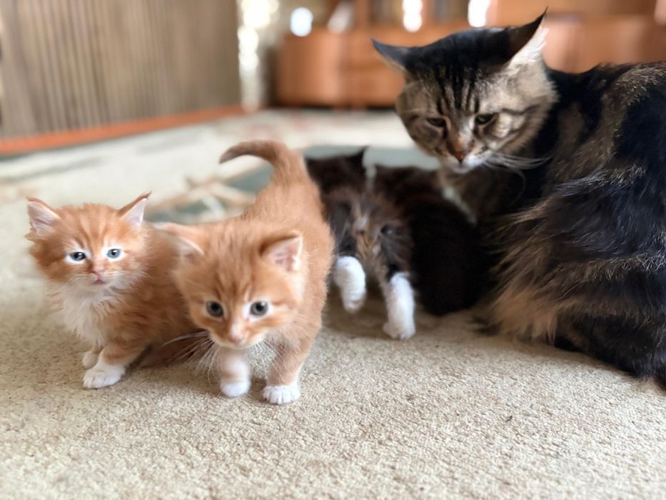 Мейн Кун котенок