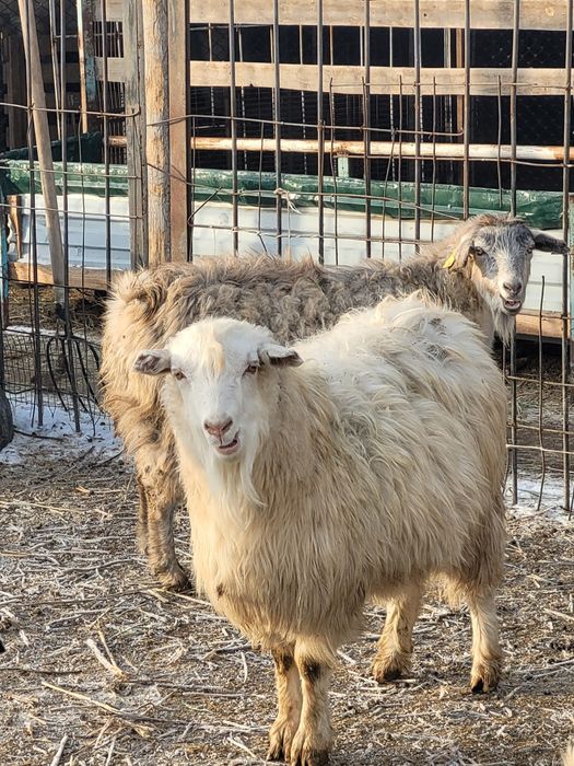 Семиз бойдак ешки