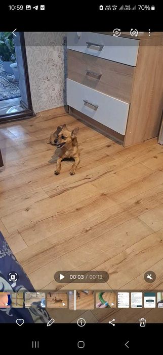 песик той ищет подругу