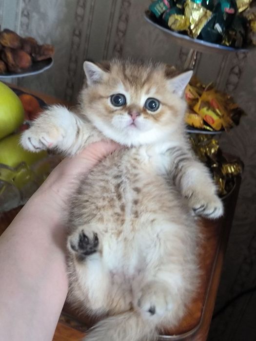 Шикарные котята  шиншилки