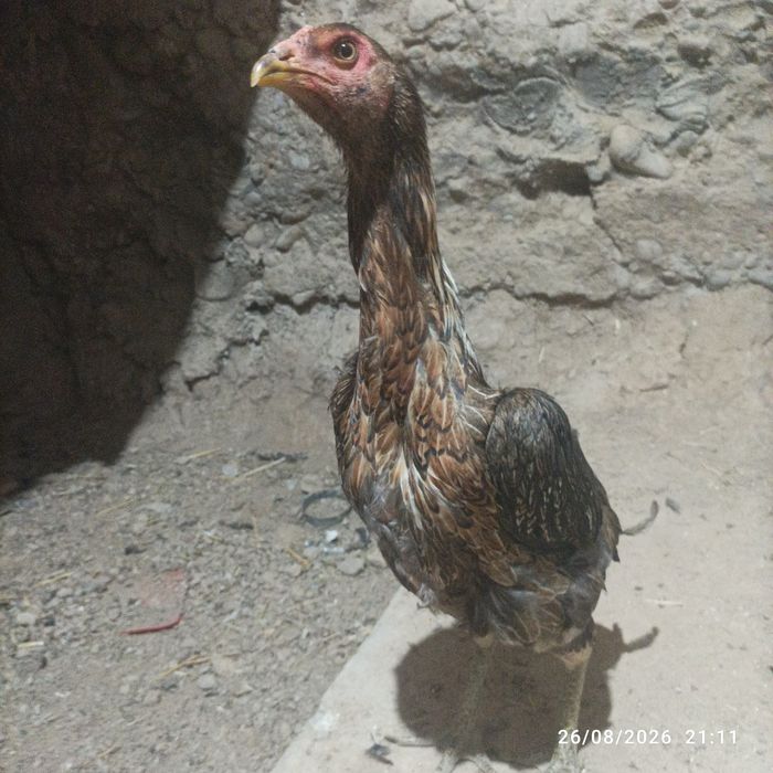 Joʻja tovu bedana par yahshi narsani bolasi
