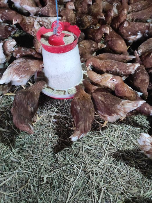 Puicuțe ouătoare