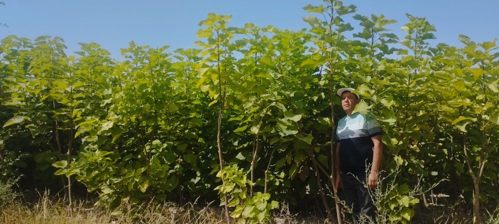 Gujum manzarali daraxtlar koʻchatlari sotiladi