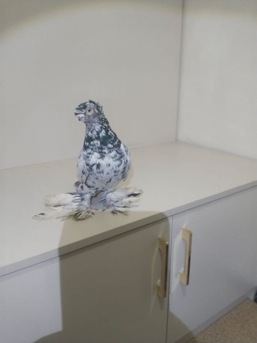 Голубы двухшубые