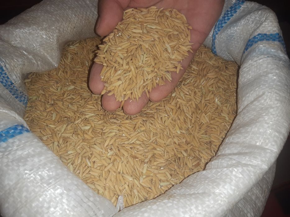 Lazer urug'i sotiladi