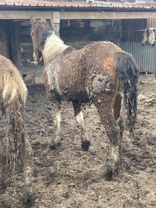 Продам кобылку молодую