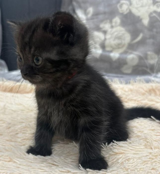 Шотландские котята