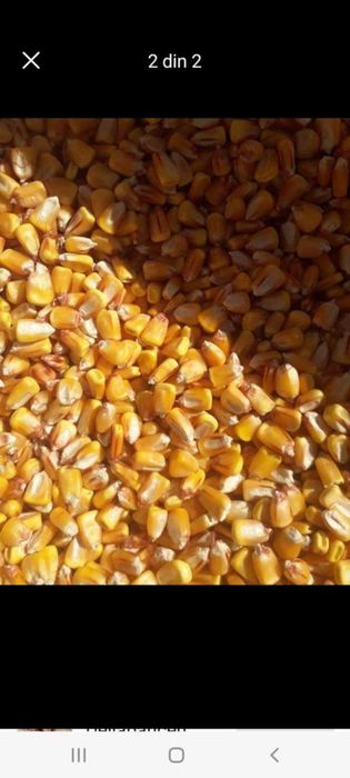Transport gratuit porumb la pret de 1.3 kg va servil la domiciliu