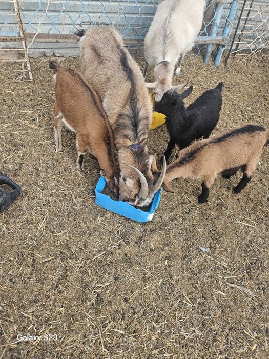 Сүтті ешкілер сатылымда