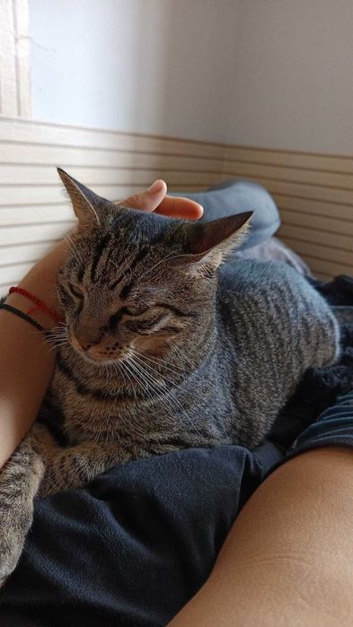 Motan pentru adopție urgent