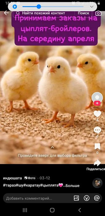 Бройлер подрощенный