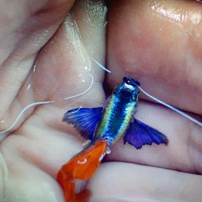 Продам гуппи слоновьи ушки дамбо