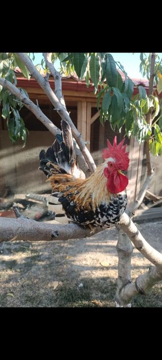 Găini rasa chabo