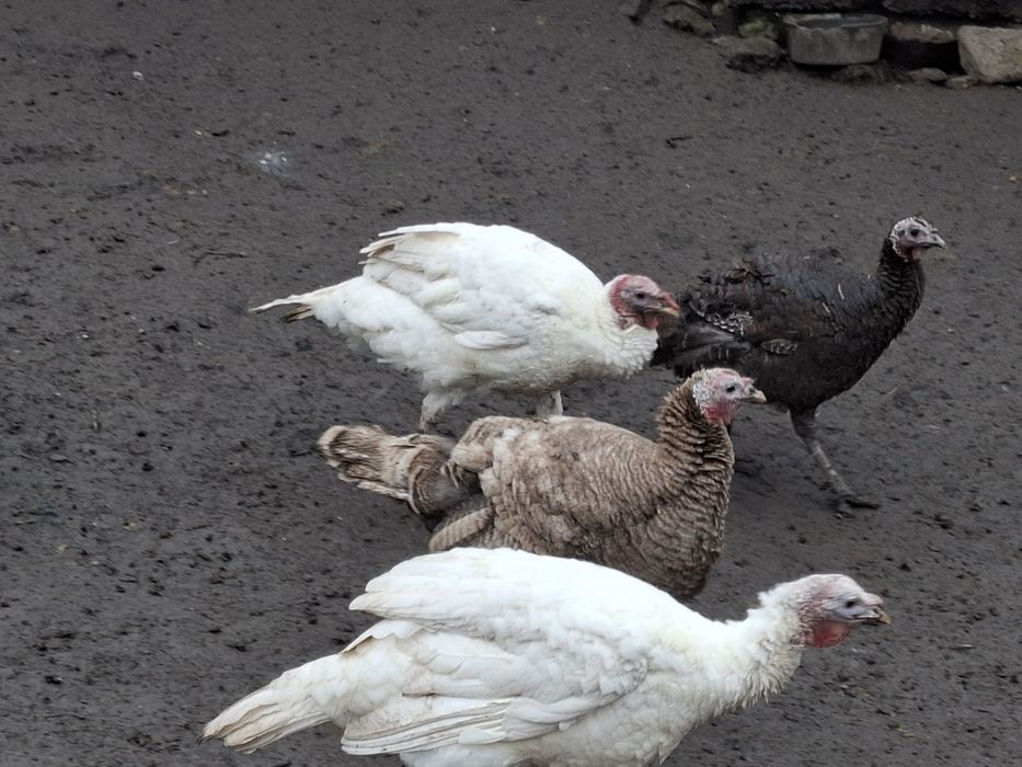 De vanzare curci si curcani