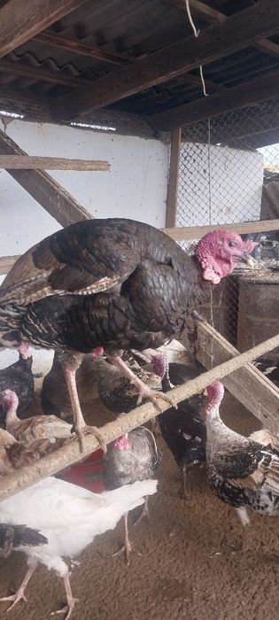 Продаются индюки домашние