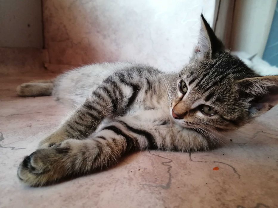 КРАСОТУЛЬКА -  котенок девочка 2,5 месяца