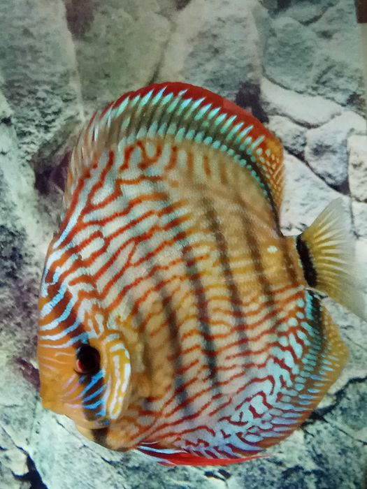 Мальки высокого качества от привозных производительей