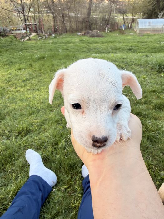 Джак ръсел териери