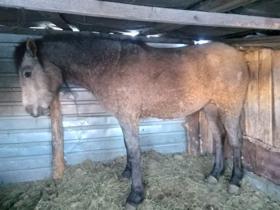 Продам откормленный тай