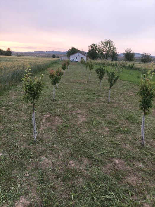 Vând casă nouă în Tileagd  cu u 2877 mp teren intravilan