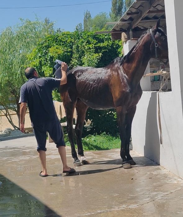 Место для содержание лошадей прогулка, уход,питание  ест  камера  набл