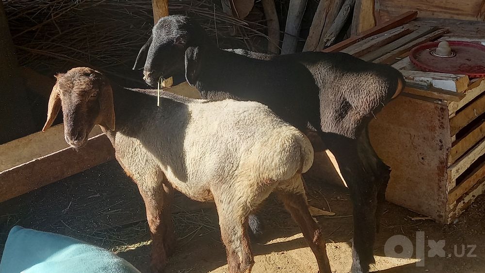 Egiz barrala sotiladi