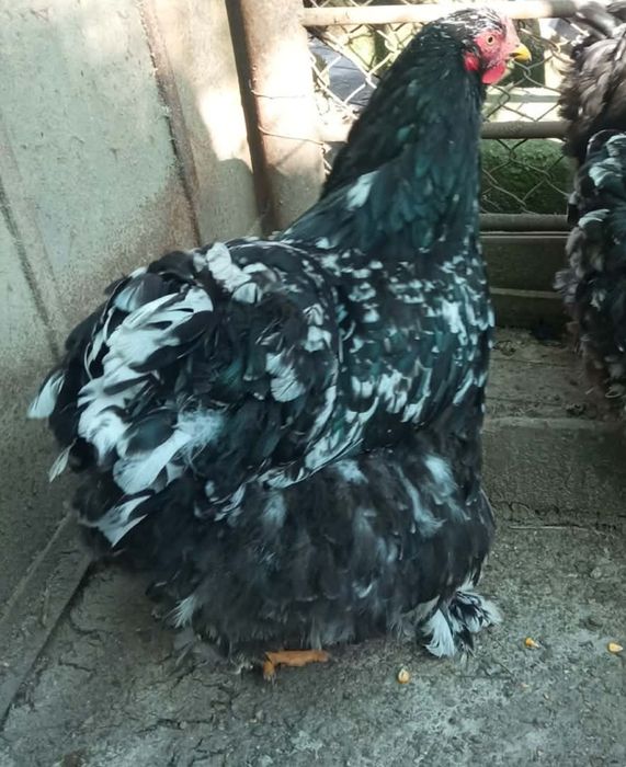 De vânzare Găini din rasa  Chochinchina uriașă